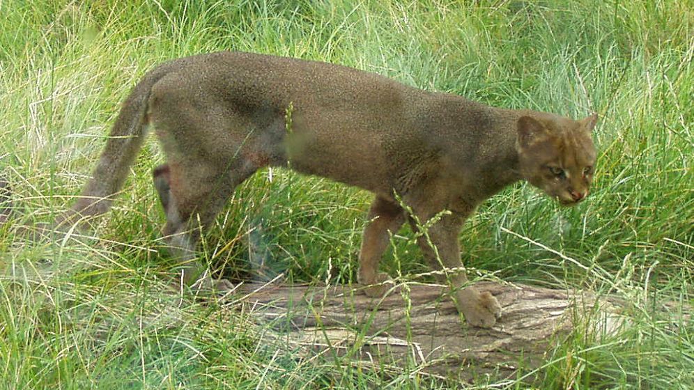 10 Facts About The Endangered Jaguarundi