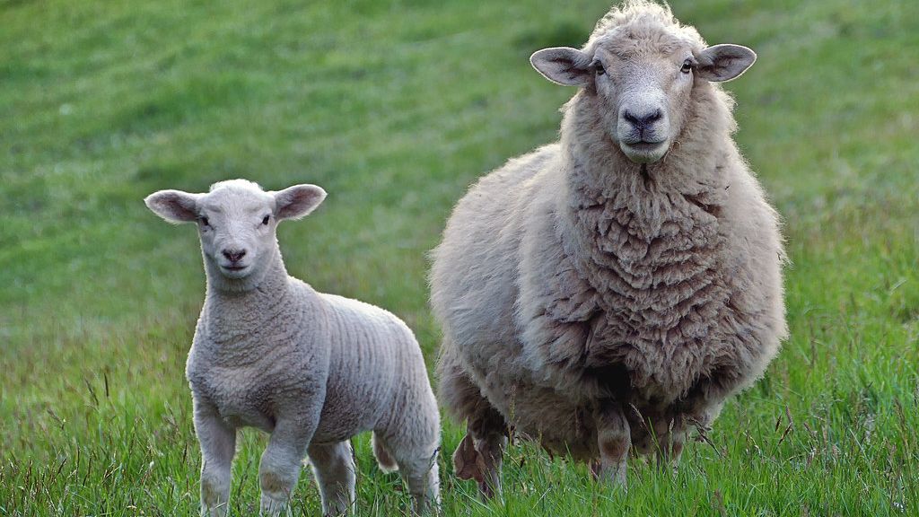 10 Domesticated Wild Animals That Would Struggle If Released Into The Wild