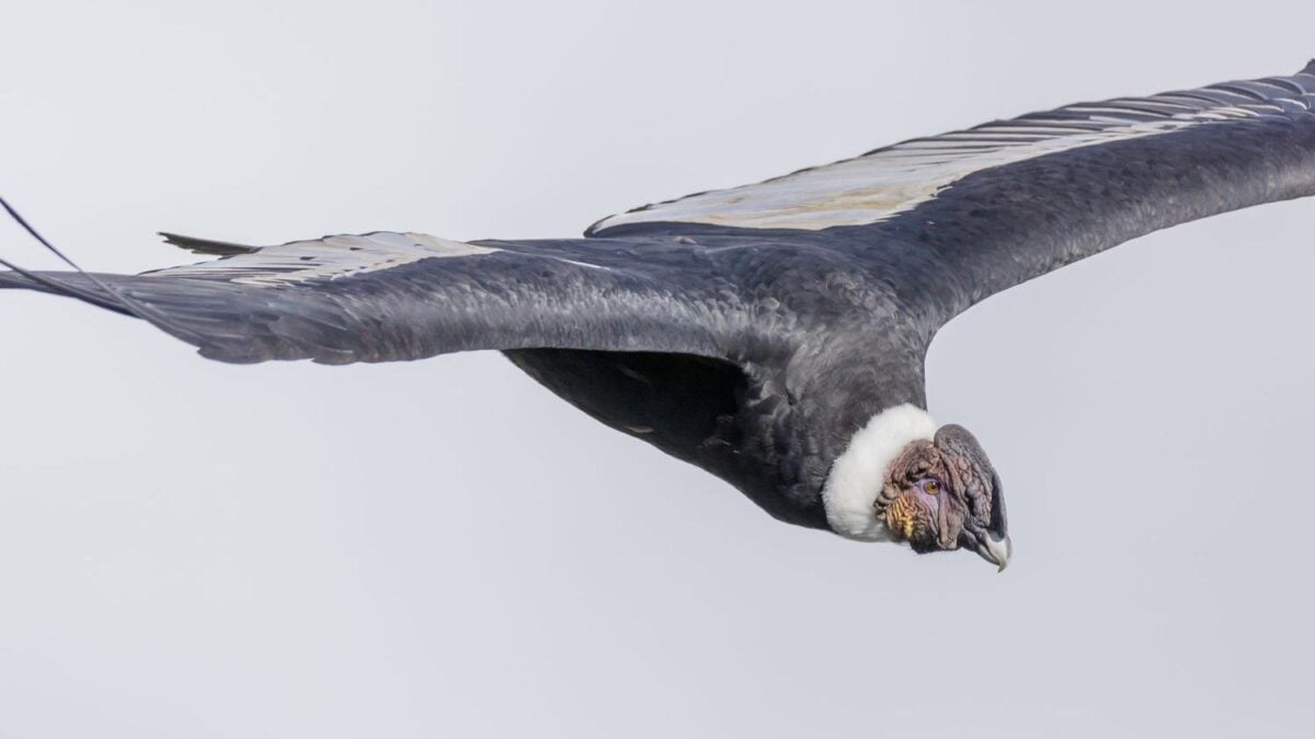 8 Fascinating Facts About the Andean Condor - The Giant Bird of South America
