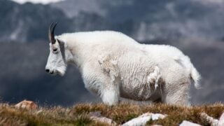 10 Zodiac Signs Most Connected to Nature and Animals