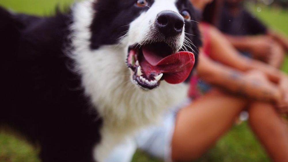 7 Signs Your Dog Truly Sees You as Their Best Friend