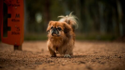 10 Dog Breeds That Don&rsquo;t Fare Well in Hot Southern States Like Louisiana and Mississippi