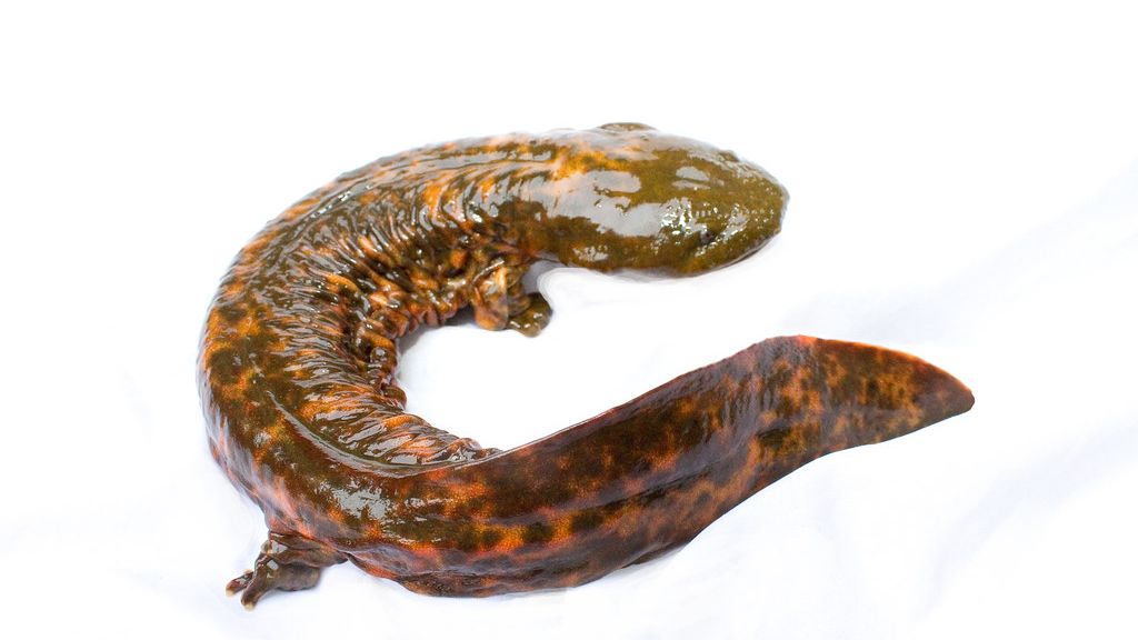 12 Facts About the Hellbender - America's Giant Salamander Found Only in Appalachian Rivers