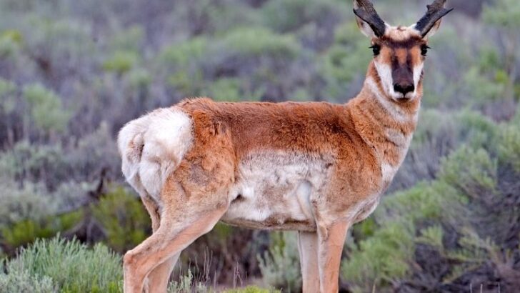 8 Fascinating Facts About the Sonoran Pronghorn &ndash; The Desert Ghost of Arizona