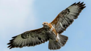 If Your Native American Zodiac Sign Is a Hawk, Here's What It Means
