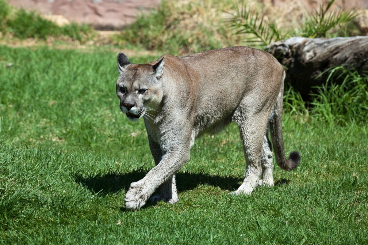 Why Southern California's Mountain Lions Are Fighting Extinction