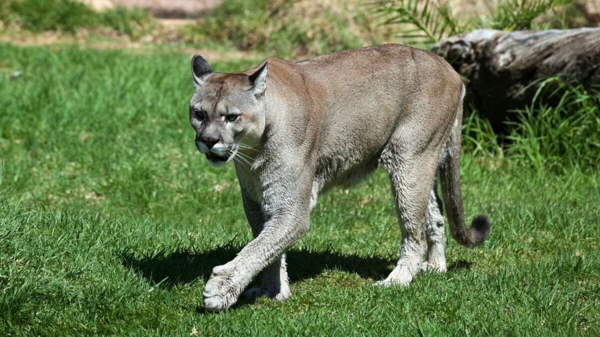 Why Southern California's Mountain Lions Are Fighting Extinction