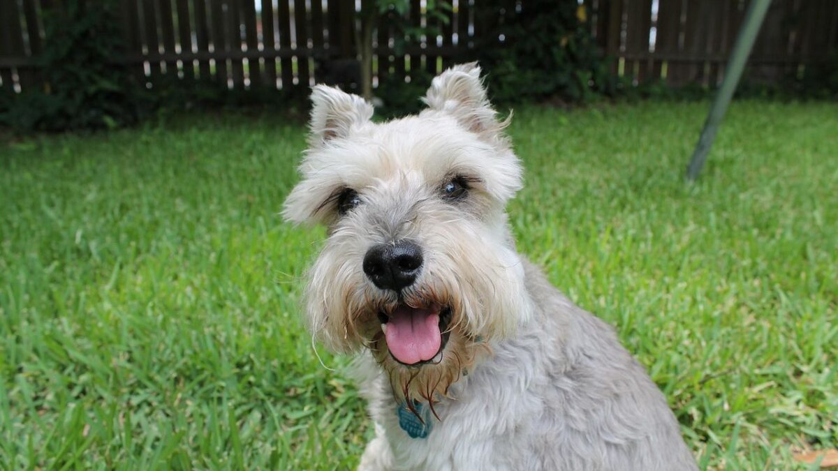 12 Dog Breeds That Stay Healthy Well Into Old Age