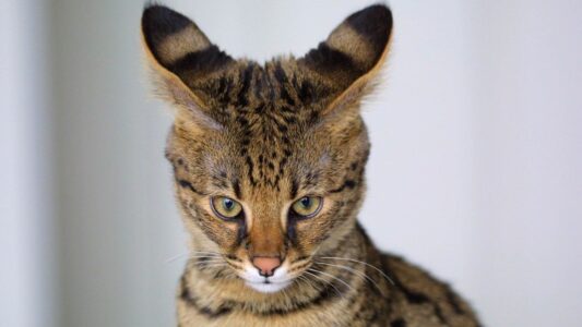 12 Cat Breeds That Are Night Owls and Keep Owners Awake at 2 A.M.