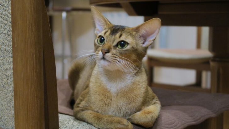 Before You Share Potatoes With Your Cat Read This