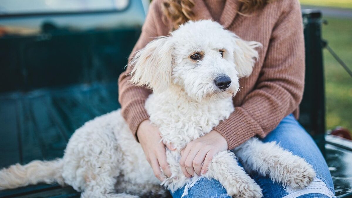 10 Ways Dogs Say "You're My Person" Without Making a Sound