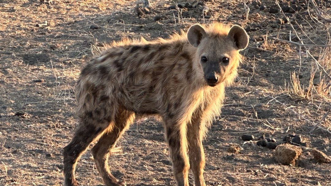 Why Hyenas Might Be the Most Misunderstood Mammals on the Planet
