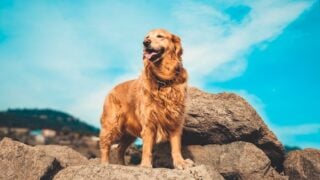 Which Dog Breed Fits Your Zodiac Sign's Emotional Needs Best?