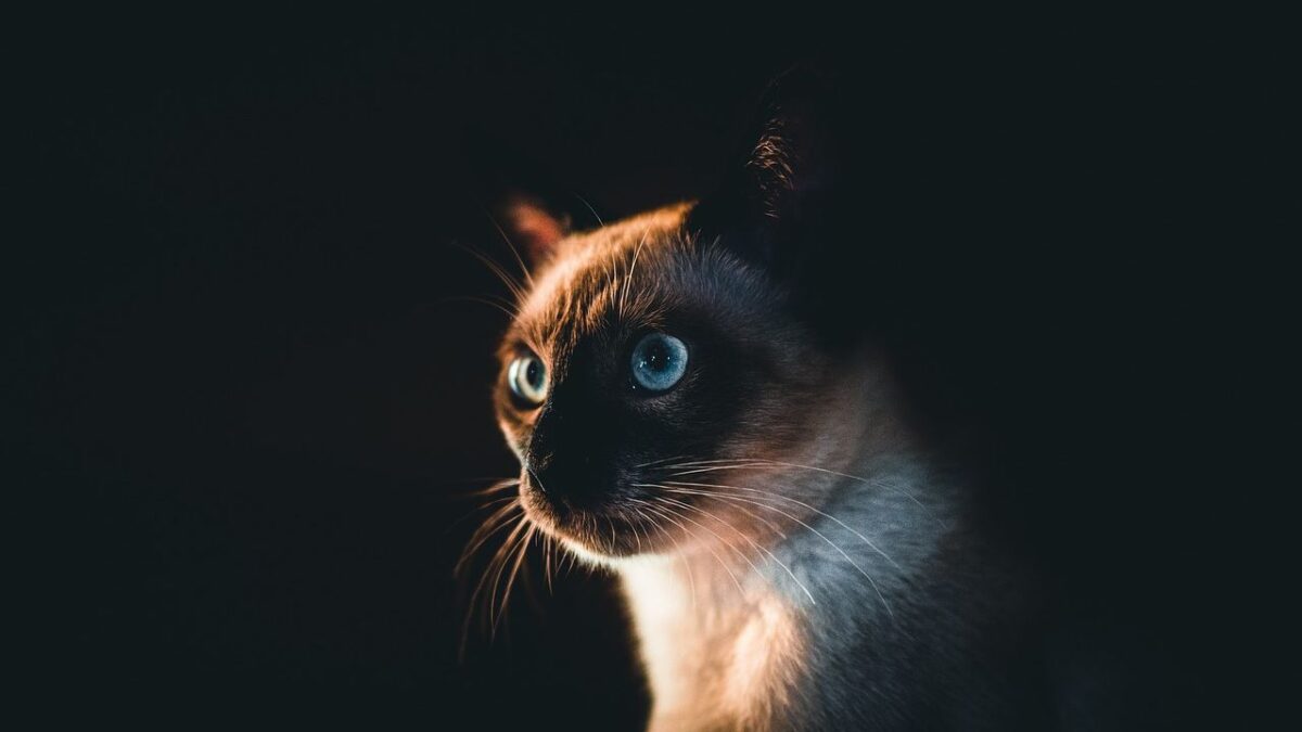 Avoid These 8 Cat Breeds If You're a Scorpio
