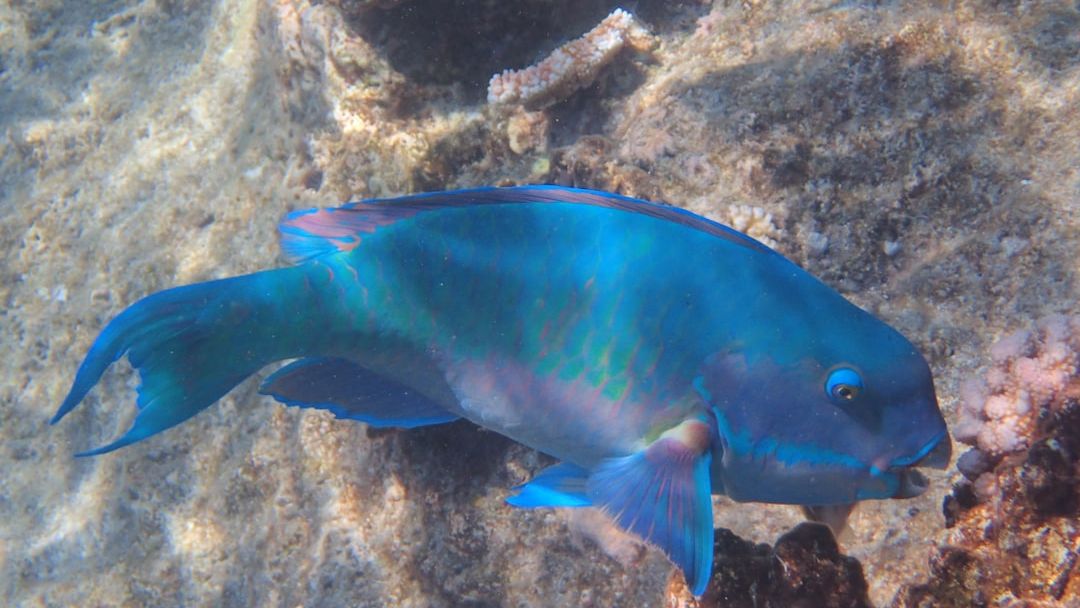 10 Incredible Animals That Can Switch Their Sex