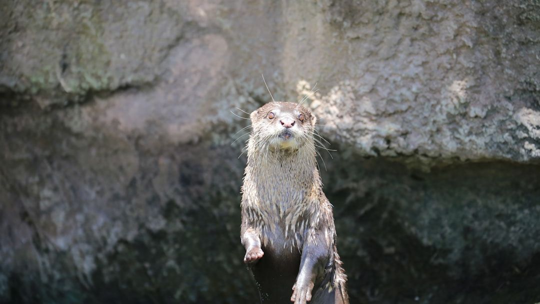What The Otter as a Native American Spirit Animal Means