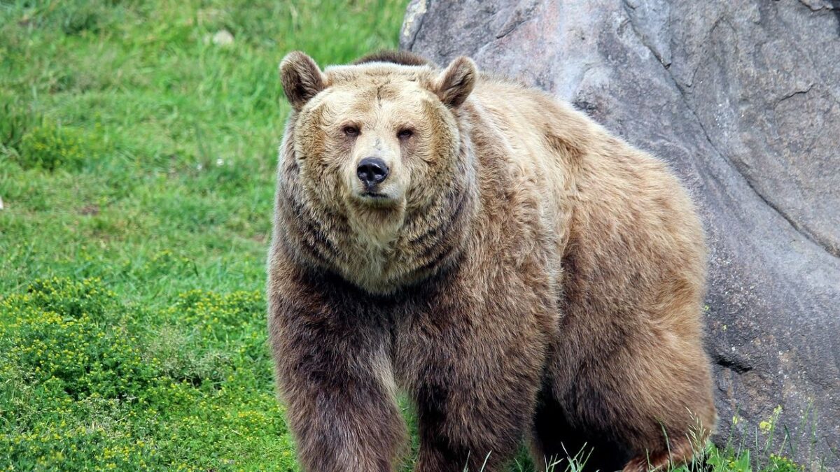 Why You Need to Respond Exactly Opposite with Black Bears and Grizzlies