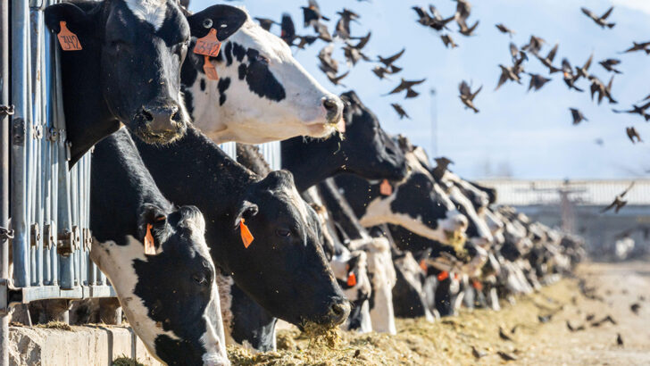 Surveillance in the Wild: How Monitoring Animal Health Could Thwart Future Pandemics