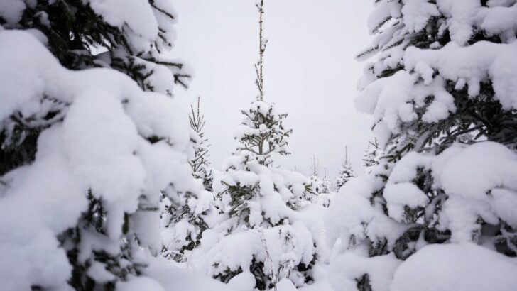 Snowflakes for Santa? Met Office’s Evolving Outlook for a White Christmas 2025