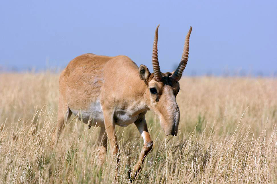 10 Global Conservation Wins That Are Bringing Species Back From the Brink - Animals Around The Globe