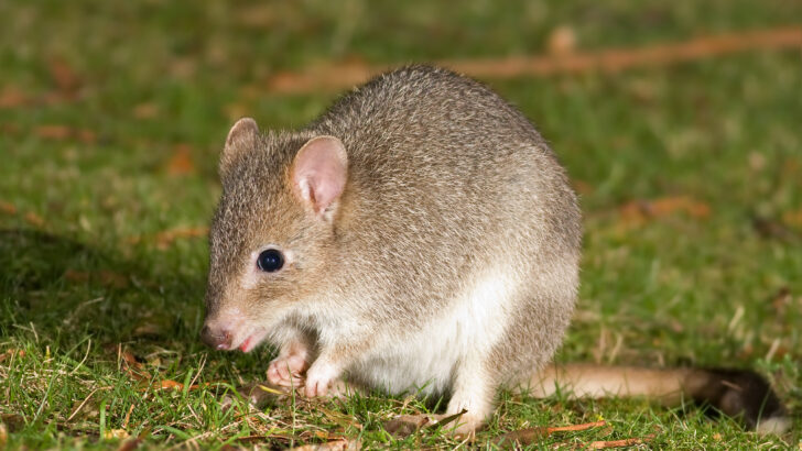 7 Facts About The Bettong, A Tiny Marsupial That Cracks What Bigger Animals Can&rsquo;t