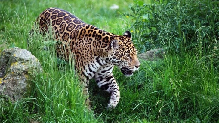 15 Nature’s Most Formidable Predators