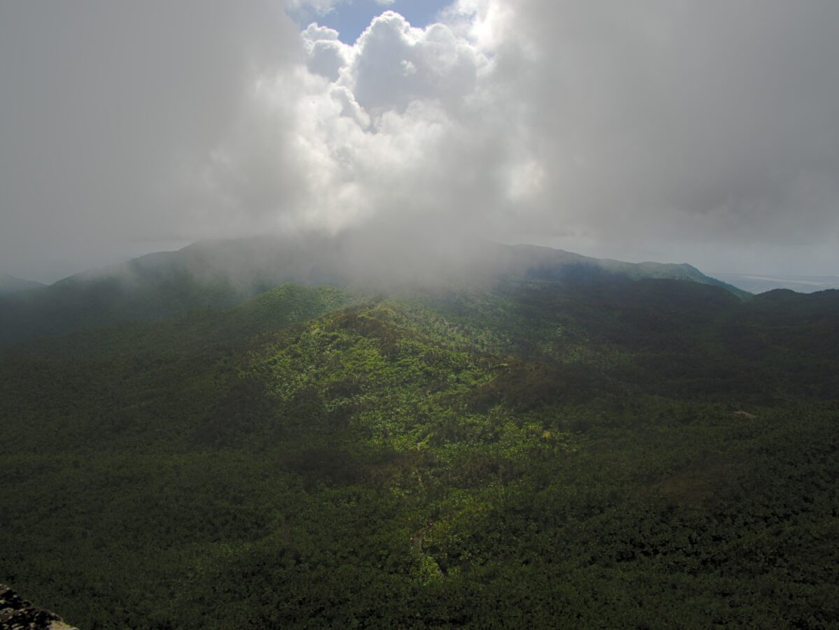 10 Incredible Rainforests You Can Find in the US