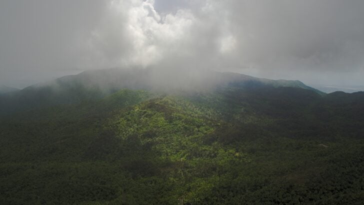10 Incredible Rainforests You Can Find in the US