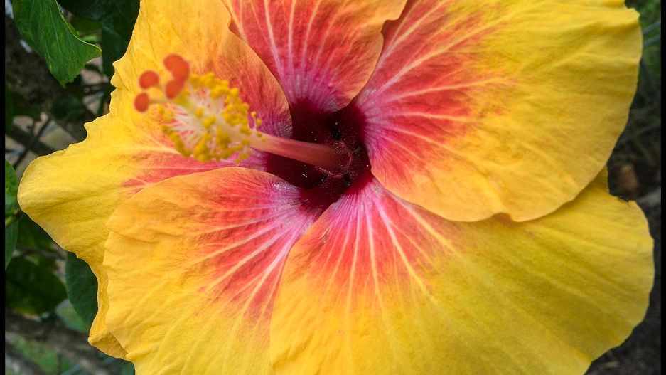 12 US State Flowers and Their Hidden Meanings