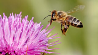 How Bees Are Saving The Planet, One Flower At A Time