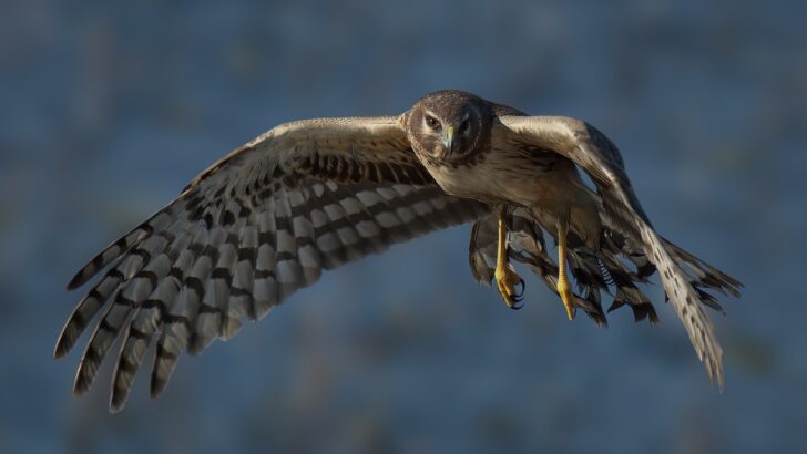 8 Incredible Birds Of Prey You Can Spot In North America