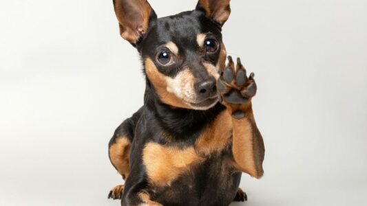 14 Dog Breeds Known for Being the Least Obedient