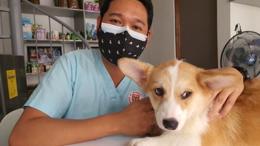 Veterinarians Quietly Agree on This One Habit That Helps Dogs Live Longer