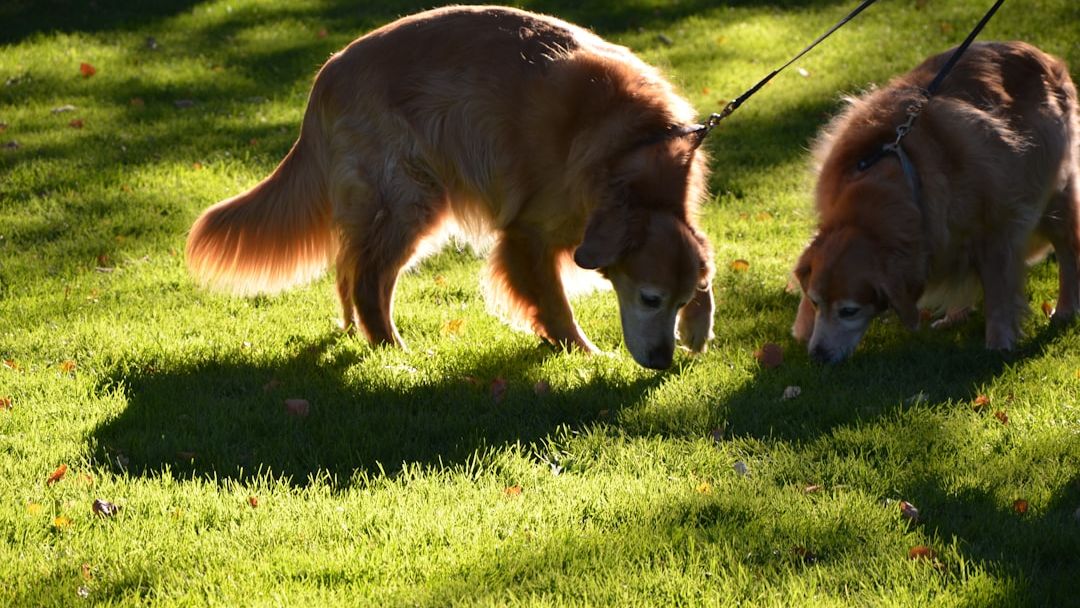 Why You Should Let Your Dog Stop and Sniff When Walking