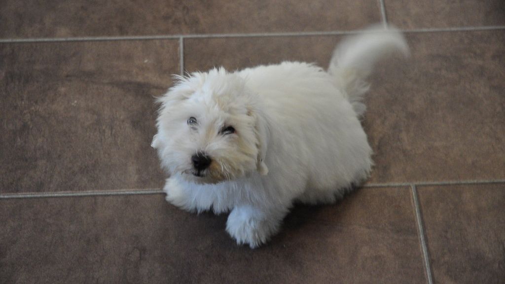 10 Dog Breeds That Would Prefer a Senior's Affection (And 10 That Prefer Younger Adventures)