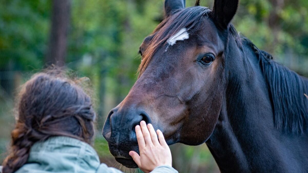 Top 10 Smartest Domestic Animals (Ranked)