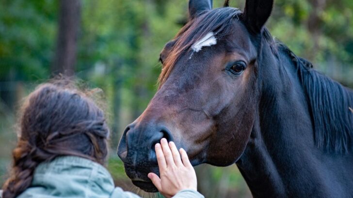 Top 10 Smartest Domestic Animals (Ranked)