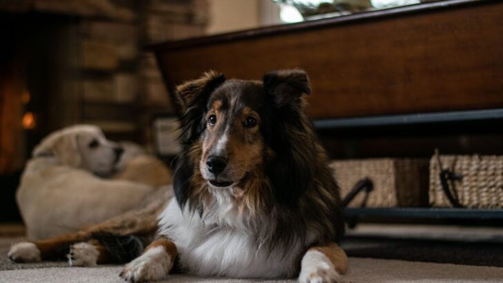 Fuel for Every Season: Why Freeze-Dried Food Is a Game-Changer for Pet Health
