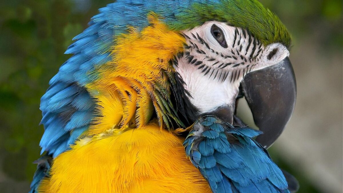 7 Cleverest Bird Species for Pets, Ranked