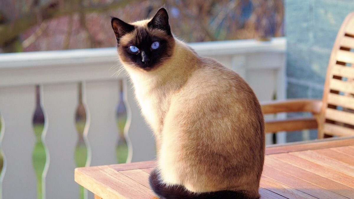 Which Cat Breed Matches Your Zodiac Personality?