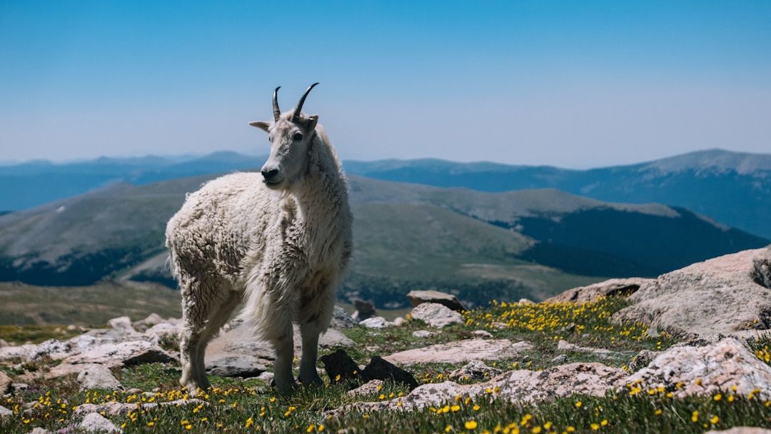 Which Animal Represents Your Zodiac Sign's Shadow Personality