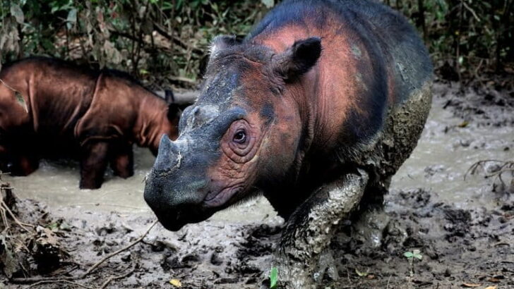 Reviving Hope for the Sumatran Rhino: A Race Against Extinction