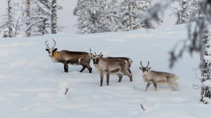 S&aacute;mi Herders Stand Firm Against Graphite Mine Encroaching on Vital Reindeer Lands
