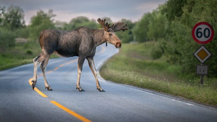 Bipartisan Effort Pushes for Lasting Federal Support of Wildlife Crossings