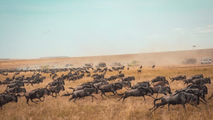The Vanishing Thunder: Kenya&rsquo;s Wildebeest Migration in Crisis