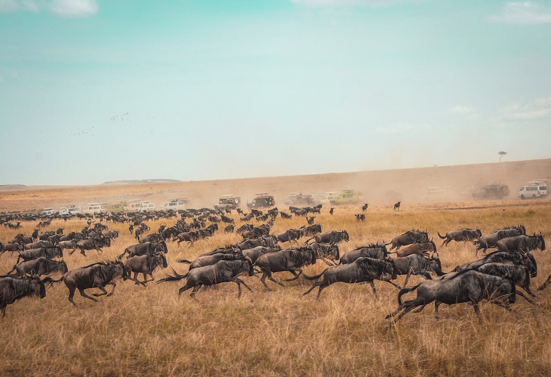 Wildebeest migration is collapsing in Kenya