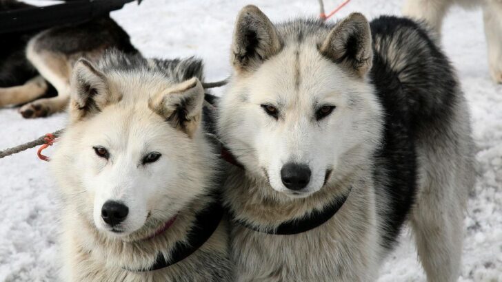 7 Animals That Changed History Forever