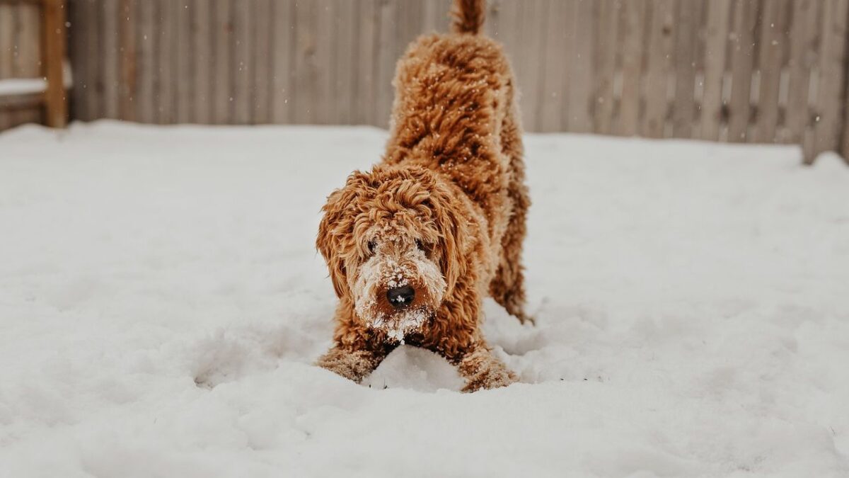 5 Signs Your Dog Is Happy (Or Not!)
