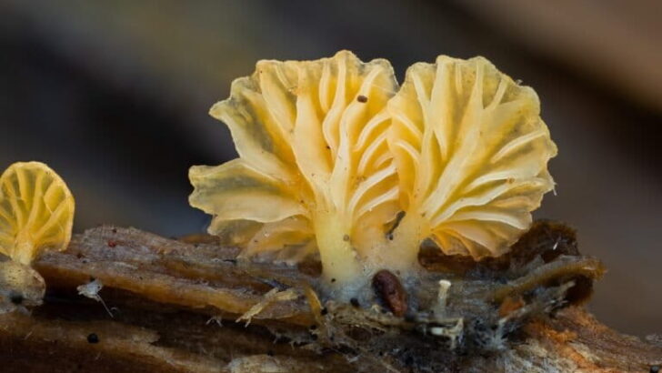 California&rsquo;s Hidden Kingdom: Mapping Fungal Biodiversity in a Landmark Survey