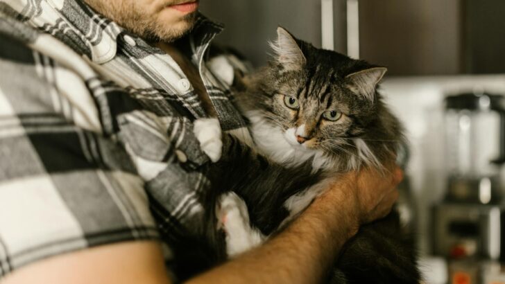 Challenging Stereotypes: Men, Cats, and the Surprising Depth of Their Connections